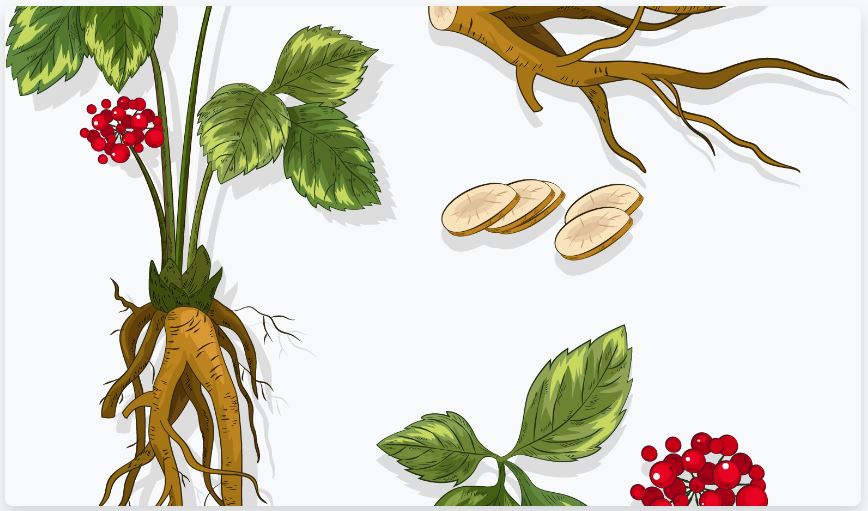 Plantes Divines et Endogènes